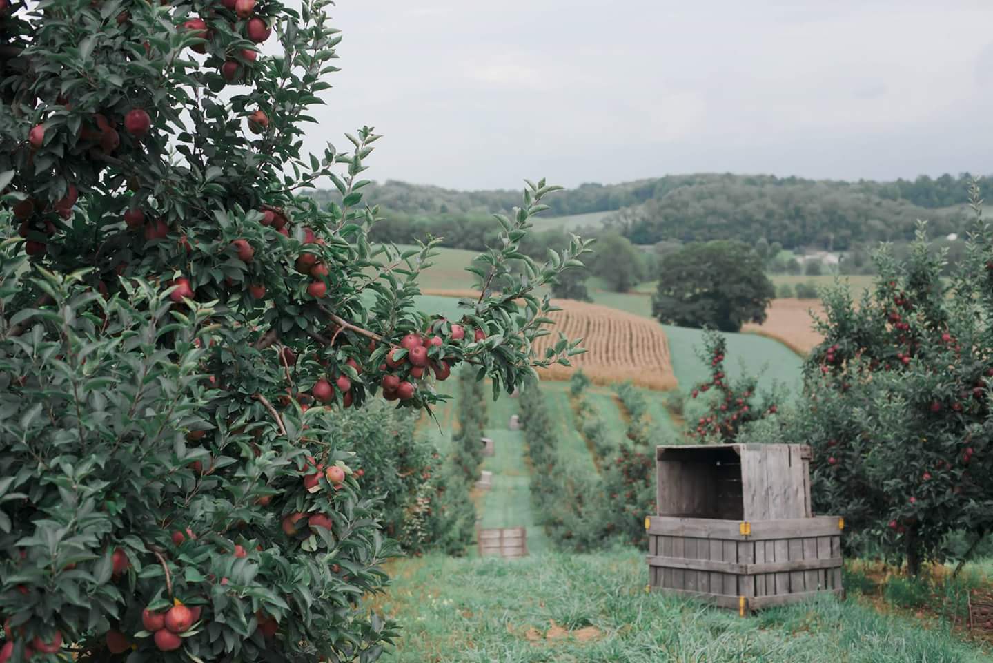 Fall In Ohio Arrowhead Orchard   Fall In Ohio Arrowhead Orchard 