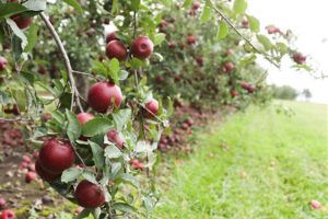 Apple Orchard